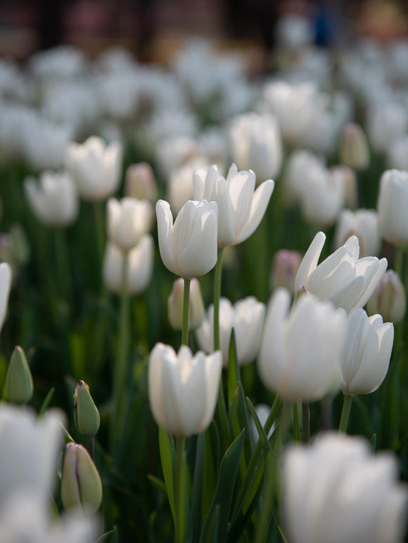 Tulip Hakuun